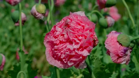 Double peony Video stock 313282462