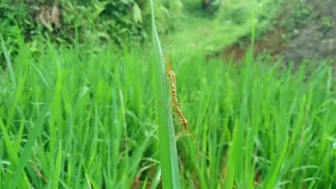 Double pest Stock Footage 276894796