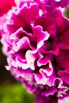 Double Petunia Stock Photos