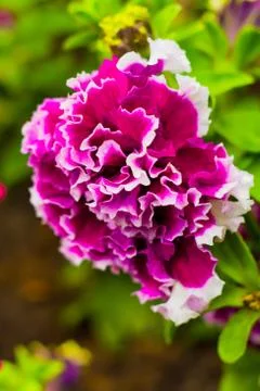 Double Petunia Stock Photos