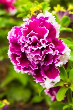 Double Petunia Stock Photos