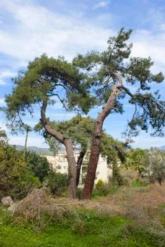 Double pine trees Stock Photos