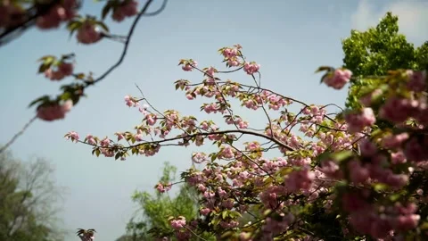 Double Pink Cherry Blossoms with blue skies Vidéo 332787052