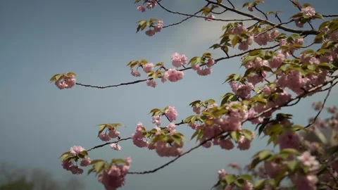 Double Pink Cherry Blossoms on a clear day Stock Footage 332787012