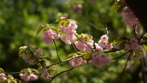 Double Pink Cherry Blossoms in a green canopy Stock Footage 332787031