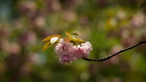 Double Pink Cherry Blossoms Hanging from a thin tree branch Stock Footage 332786958