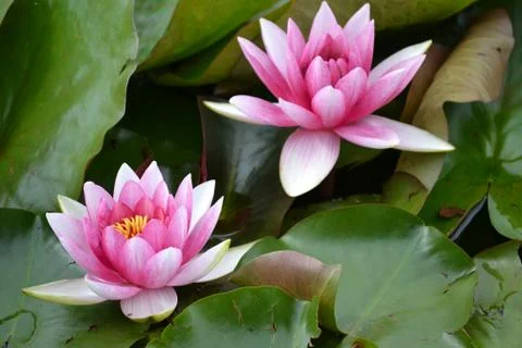 Double pink waterlily Stock Photos