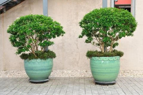 Double plant-pots put on cement floor. Stock Photos