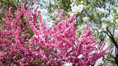 Double plum blossom in spring Stock Footage 346617178