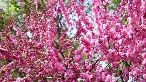 Double plum blossom in spring Stock-Footage 346617529