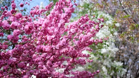 Double plum blossom in spring 動画素材 346617752