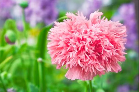 Double poppy Stock Photos