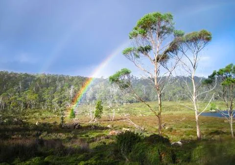 Double rainbow over a group of eucalypt trees in Tasmania Stock Photos
