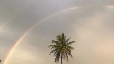 Double rainbow over a palm tree 스톡 동영상 172336325