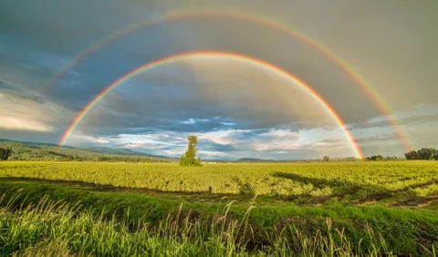 Double rainbow over a tree Foto stock