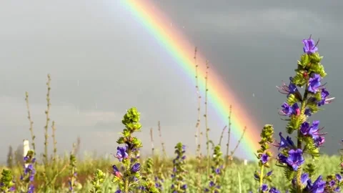 A double rainbow on a rainy spring day.  Stock Footage 274313525