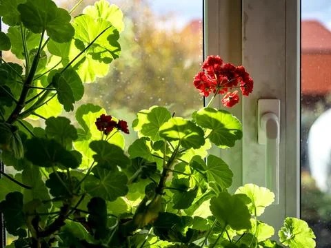 Double red geranium flowers on a blurry background Stock Photos