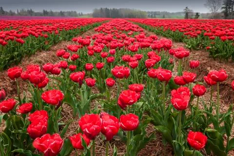 Double red tulips Stock Photos