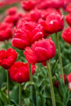 Double red tulips Stock Photos