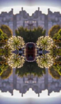 Double reflected view of beautiful white flowers in a dome shape in San Foto stock