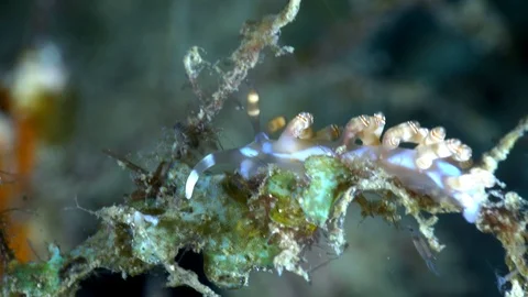 Double-ringed flabellina nudibranch going down on soft coral branch Stock Footage 112476115