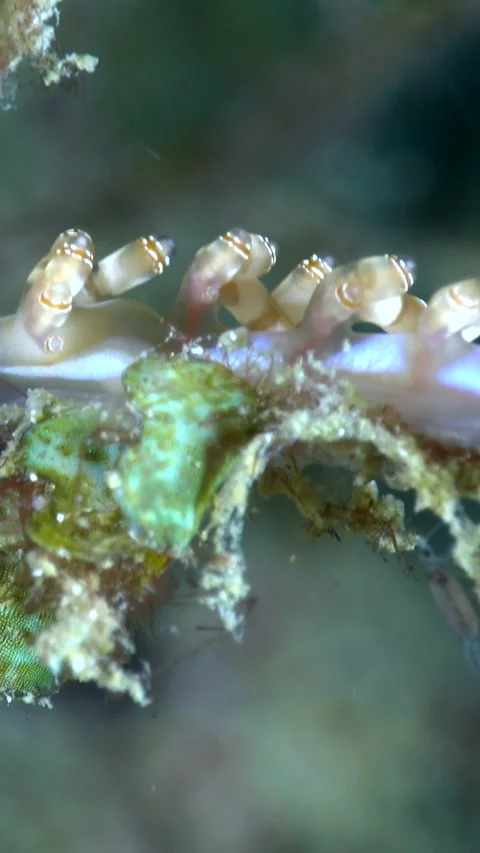 Double-ringed flabellina nudibranch going down on soft coral branch Stock-Footage 230209507