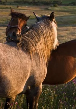Double scratch Stock Photos