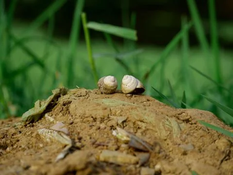 Double sea shell presenting together at nature green background, wildlife con Fotos de archivo
