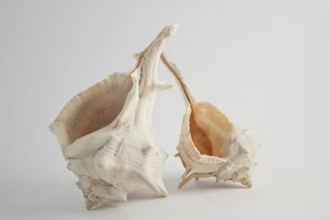 Double Sea Shells Vertical View Stock Photos