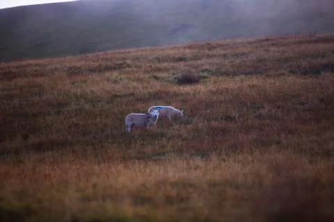 Double sheep  Stock Photos