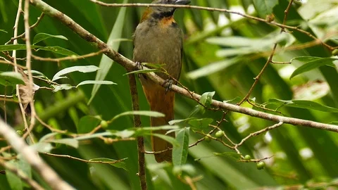 Double shot of buff-throated saltator bird in Panama jungle Video stock 123551472