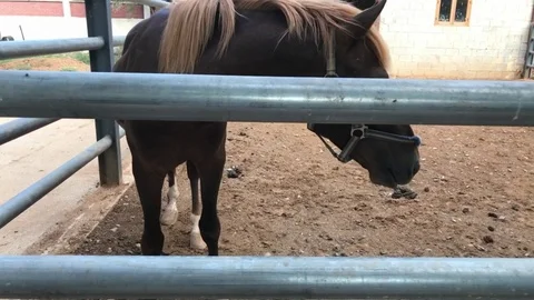 Double Shot of a Horse in a Stable Stock Footage 92723967