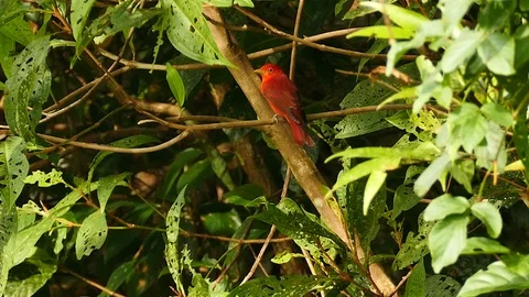 Double shot of summer tanager perched in windy leafy brush Stock Footage 123556285