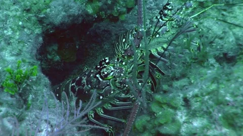 Double Spiny Lobster Stock Footage 85030433