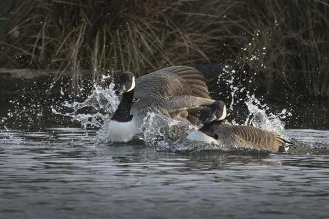 Double splash Stock Photos