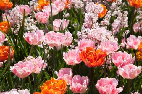 Double spring tulips Stock Photos