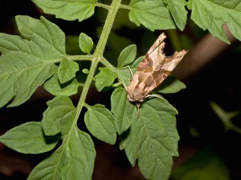 A double square spot moth Foto stock