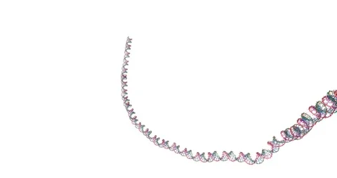 Double-Stranded RNA Fragment Structure 스톡 동영상 306536935