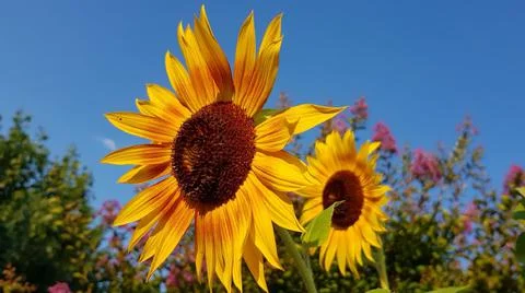 Double sunflower Stock Photos