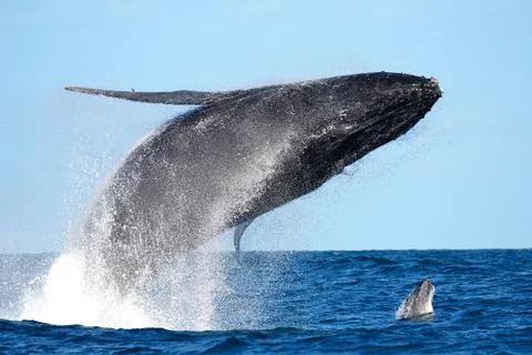 Double synchronized jump of a humpback whale and its calf in Sainte Marie Stock Photos