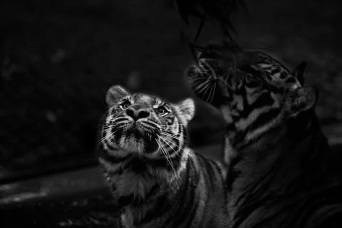 Double Tiger  Stock Photos