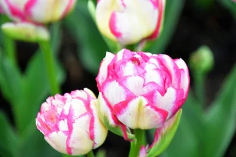 Double Touch is a kind of  Double Tulip. Stock Photos
