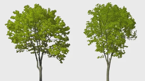 Double Tree isolated 2-3 on white background summer Stock Footage 264600209