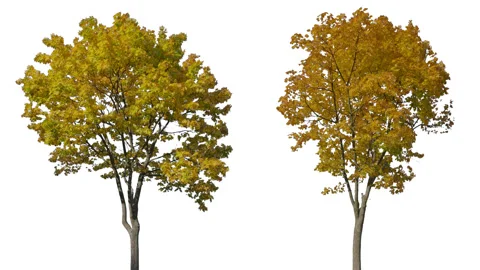 Double Tree isolated 2-3 Stock Footage 264602390