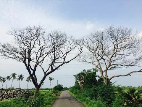 Double tree Stock Photos