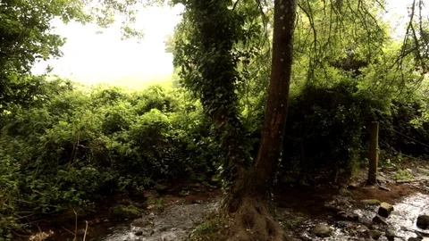 Double Tree at a Shallow Stream Video stock 94816873