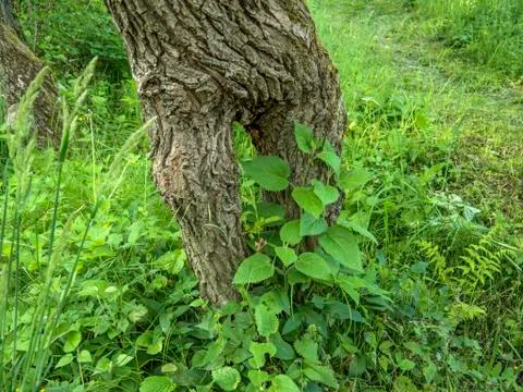 Double tree stem Stock Photos