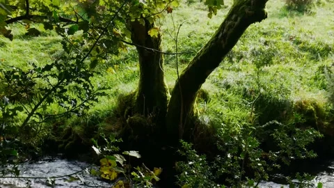 Double tronk tree beside a river Stock Footage 142274485