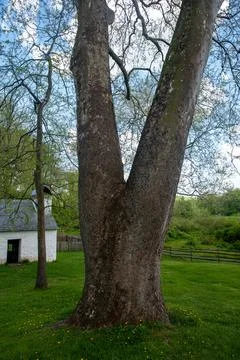 Double trunk tree in green grass by idyllic stone cottage Stock Photos