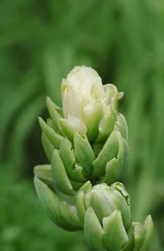 Double tulip Brooklyn Fotos Stock
